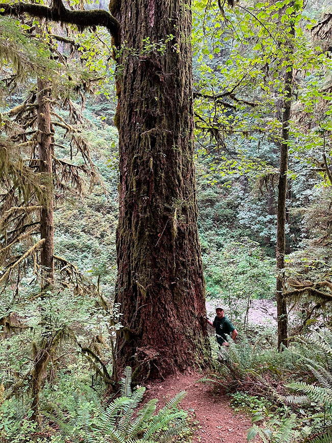 Andy Cutko standing at the base of a huge tree in an old growth Oregon forest.