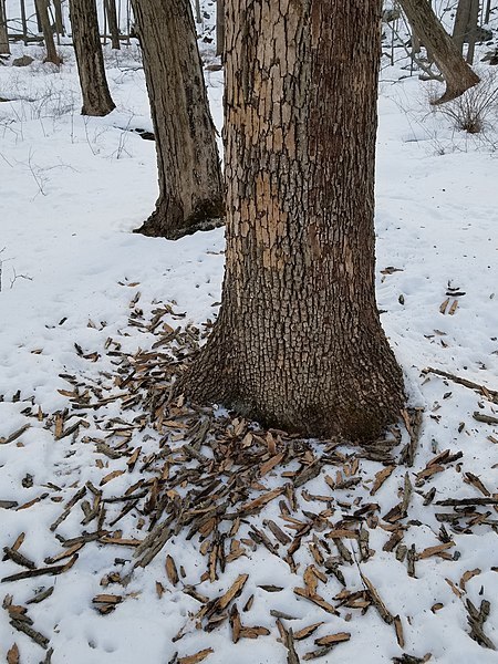 Bark pile from woodpeckers foraging for emerald ash borer. Image Credit: Patrican, CC BY-SA, via Wikimedia Commons.