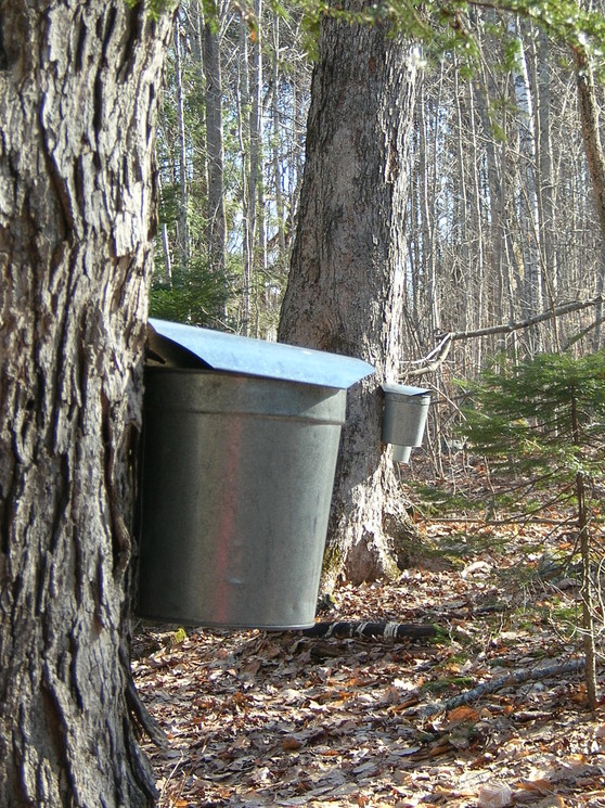 sap buckets on sugar maples