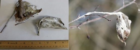 Three Browntail moth winter webs: two clipped and compared to ruler; one on tree.