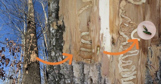 Image showing the tunnels Emerald Ash Borers make under the bark of Ash trees.