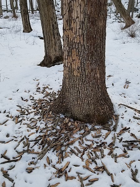 A pile of ash tree bark on snow at base of an Ash tree.
