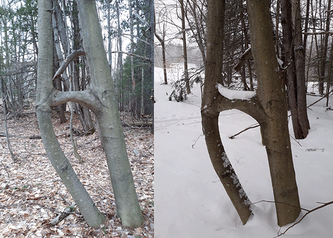 Two trees sharing a thick horizontal branch growing between them. Shown in two shots: autumn and winter.