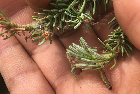 Spruce budworm larvae feed on the needles of conifer trees.
