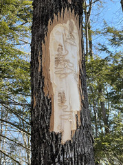 Maine peeled Ash showing EAB damage 3_31_23