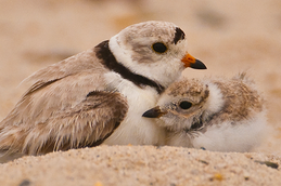 Piping Plover adult and chick by Amanda Reed, courtesy of Maine Audubon.