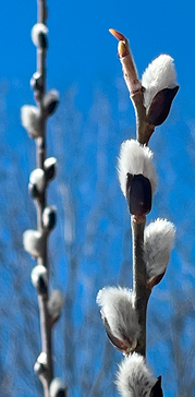 Pussy willow branch in early bloom with velvety-soft fuzz of the male flowers.