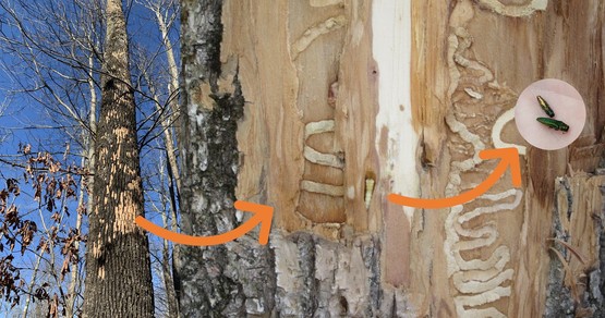 Tree trunk showing larval galleries