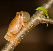 Spring peeper in active call, with throat sack inflated, and clinging to a twig. Photo by David Preston.