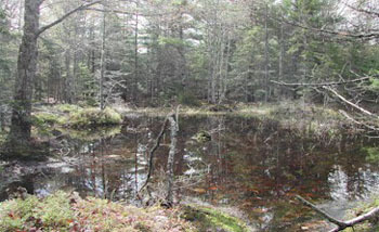 Vernal pool in a woodland. Photo courtesy of the Maine Department of Environmental Protection.