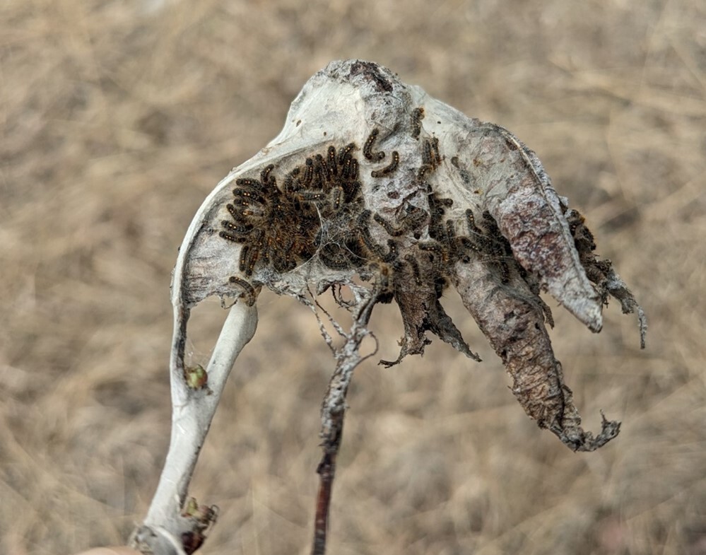 Browntail caterpillars on the outside of a winter web