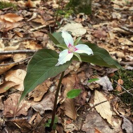 Trillium photo by Rex Turner.