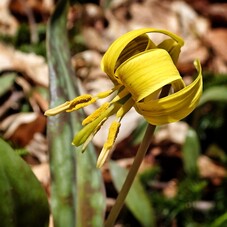 Trout Lily photo by Rex Turner.