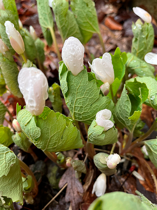 Blood Root with flowers curled closed during a cool morning. Photo by Jocelyn Hubbell.