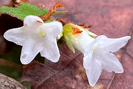 Closeup of trailing arbutus flowers.