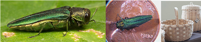 Emerald Ash Borer (EAB) magnified, actual size on a penny, and ash baskets.