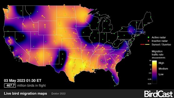 Copy of live migration map by BirdCast.