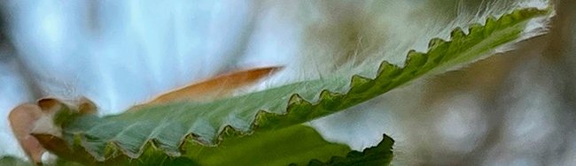 Beech leaf side view showing detail of the corrugated edge.