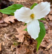 Trillium grandiflorum, native white trillium.