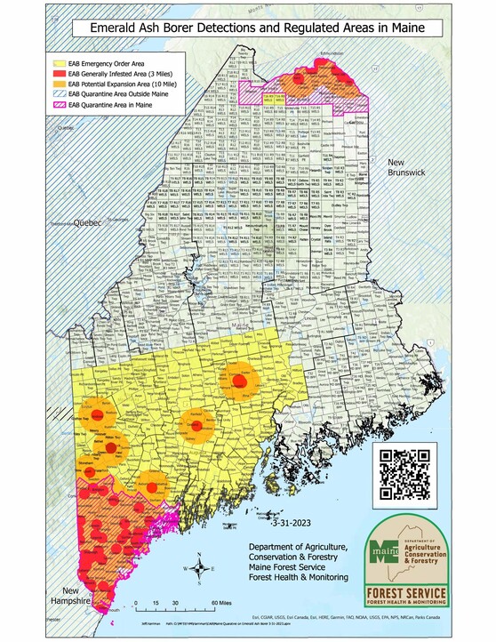 Map of Maine showing areas regulated for EAB