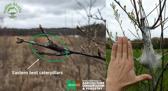 Two photos of eastern tent caterpillar webs