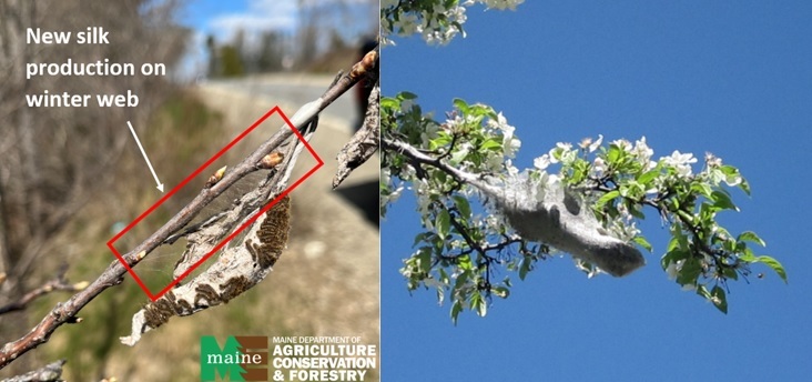Two photos of browntail moth webs