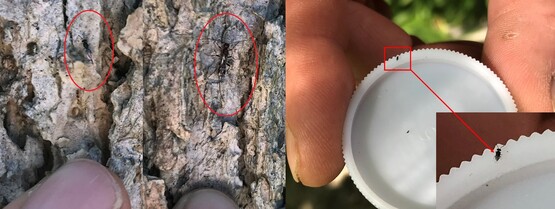 Three photos of tiny insects on bark. Finger shown for scale.