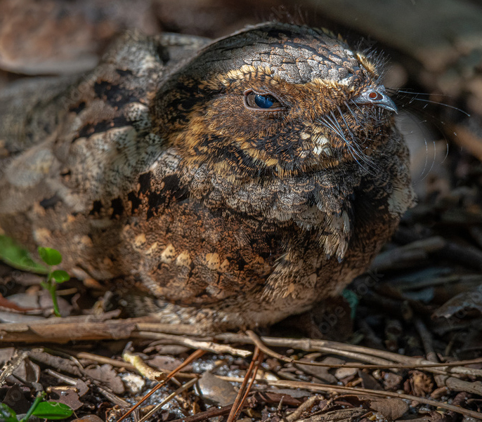 Whip-poor-will well camouflaged on a forest floor. A stock image used with permission.