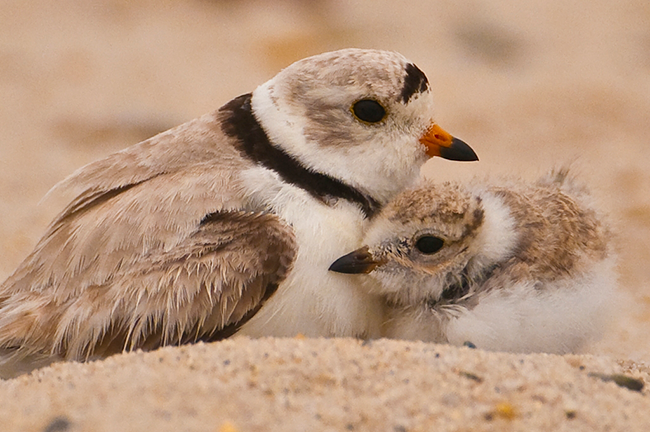 Piping plover and chick sitting together in their beach nest - a scrape in the sand.