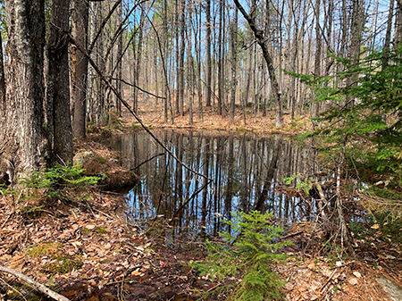 Vernal pool in a woodland.