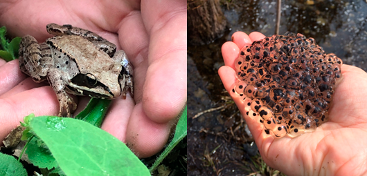 A wood frog and an egg mass at a woodland vernal pool.