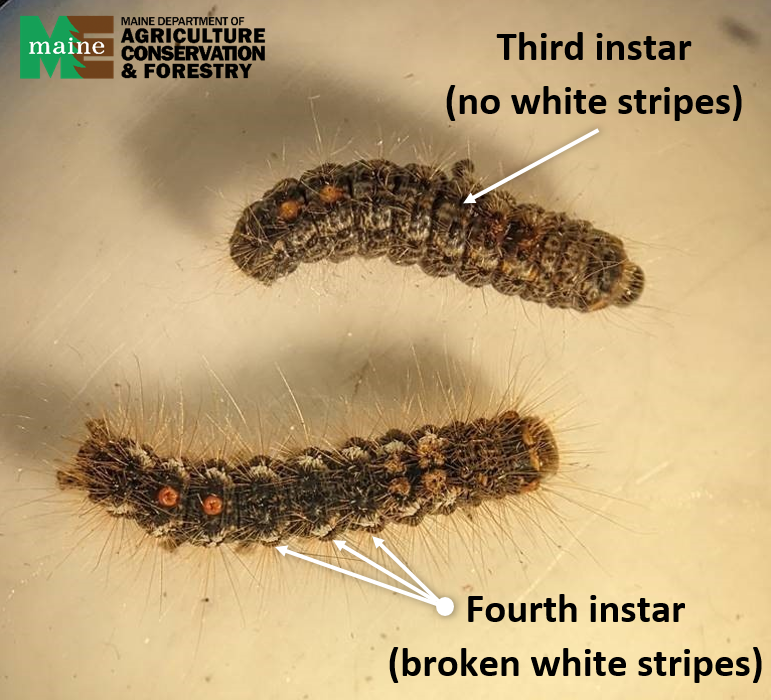 Image of two browntail caterpillars, one in third instar (no white stripes) and one in fourth instar (broken white stripes).