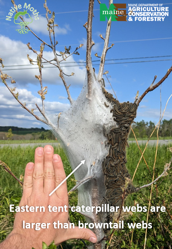 Image of a tent caterpillar nest web. Demonstrating that they are larger than browntail webs.