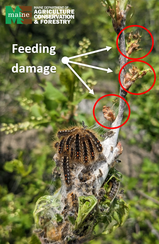 Image of browntail caterpillars huddled on their web with feeding damage further out on the branch.