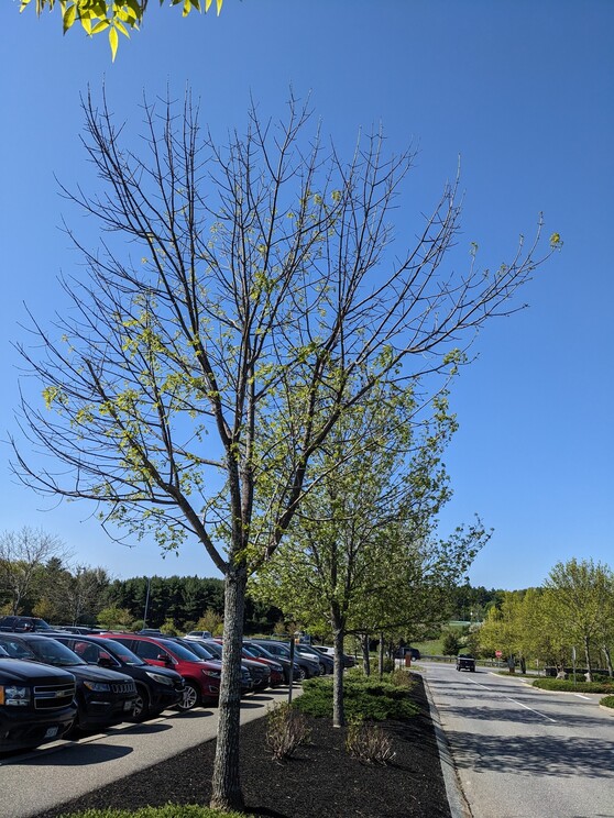 Typical green ash monoculture in a parking lot