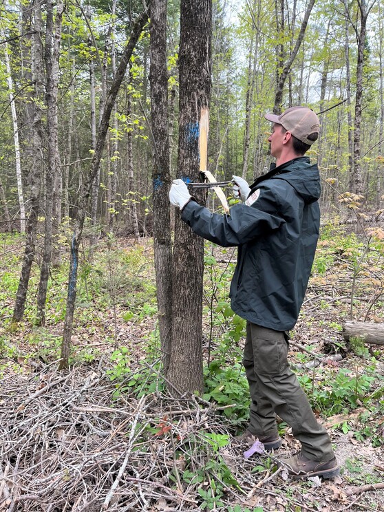 Setting up a girdled trap tree in Old Town, ME.