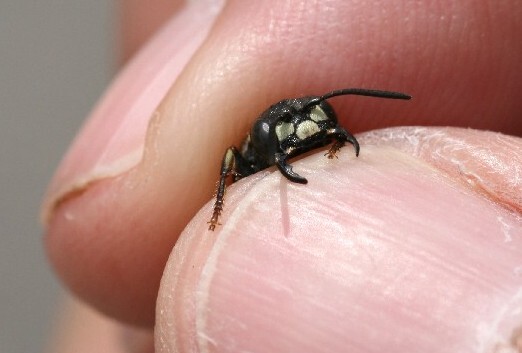 The native "beetle bandit" is a solitary wasp used in the hunt for EAB.