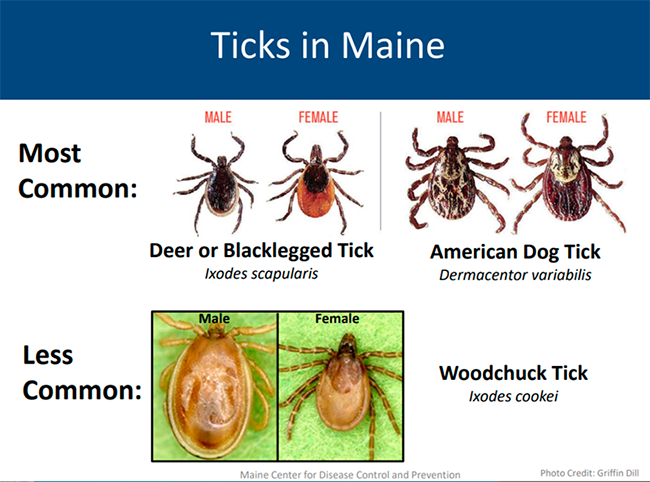 Ticks in Maine by Maine CDCP. Photos by Griffin Dill.