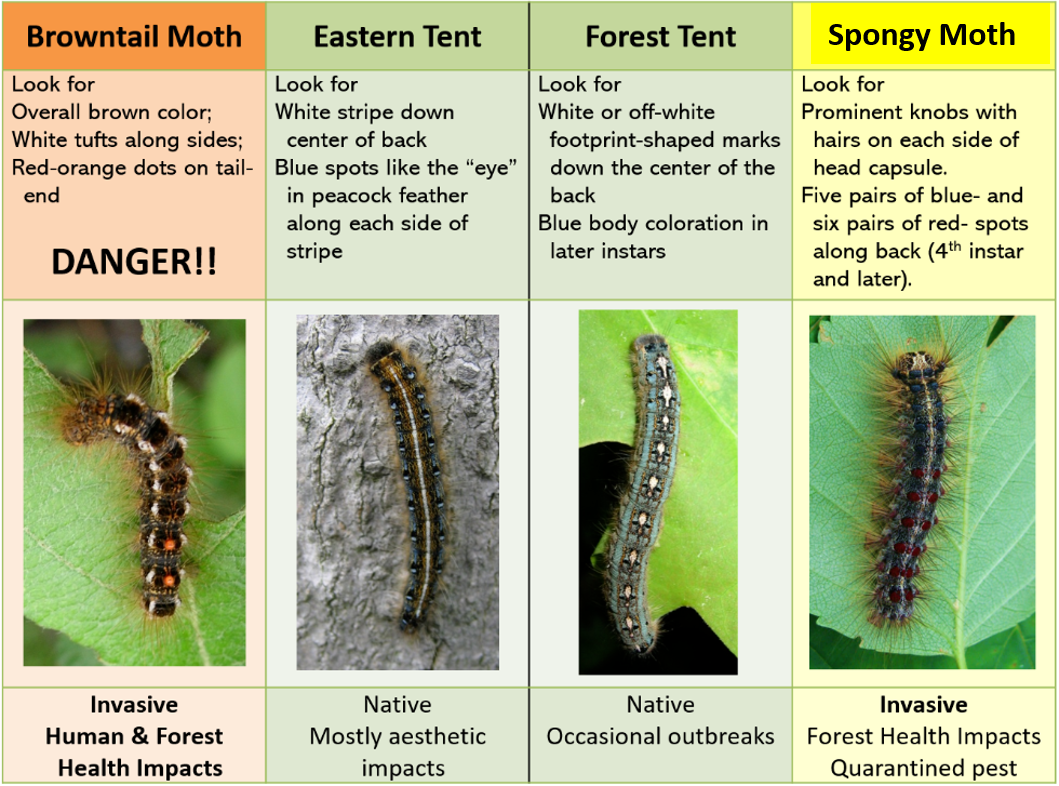 Examples of caterpillars that are similar to browntail moth. They are Eastern Tent, Forest Test and Spongy Moth.