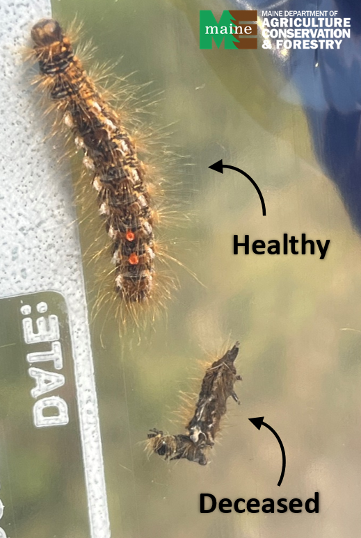 Dead, shrivelled caterpillar next to a live, plump caterpillar.
