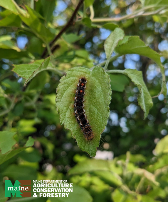 State officials remind Mainers that browntail moth prevention