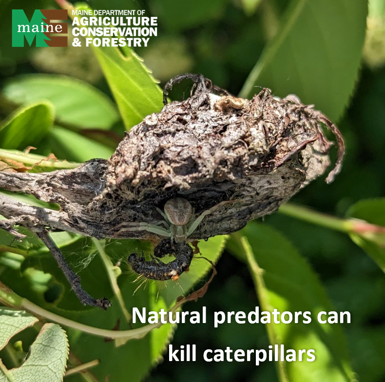 Spider eating a caterpillar