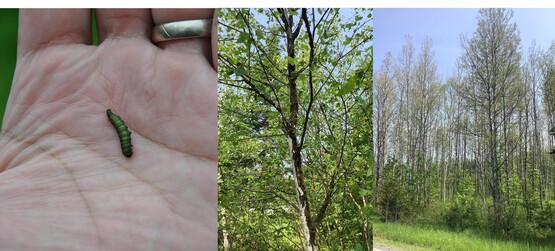 A beetle on a hand, two photos  of trees and landscape showing defoliation damage