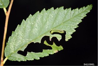caterpillar eating a path into a leaf