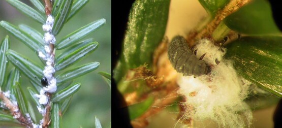 Two photos of larvae on a hemlock stem 