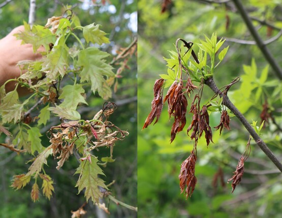 Branch with leaves that are brown and drooping