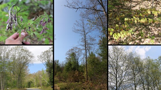 Collage of pictures of trees with drooping brown leaves
