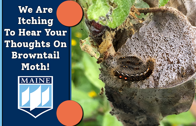 We are itching to hear your thoughts on browntail moth