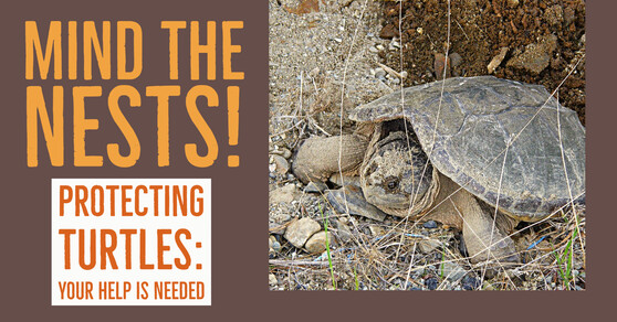 We need your help to protect the turtles!