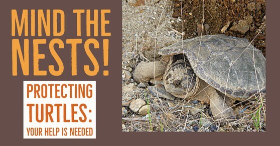 Mind the Nests! Protecting Turtles: Your Help is Needed image.